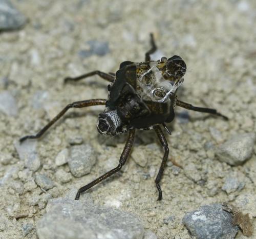 Pentatoma rufipes